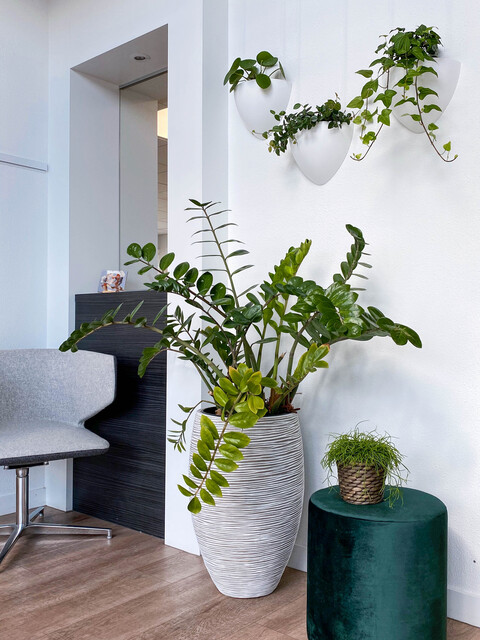 Botaniq picture rails for hanging plants